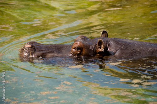 Hippopotamus