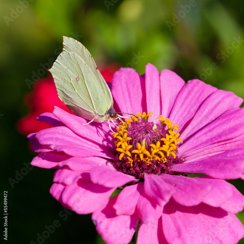 butterfly on pink flower close up © vvoe