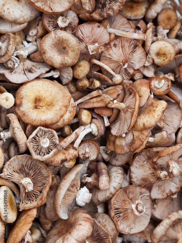 many Scotch bonnet mushroom