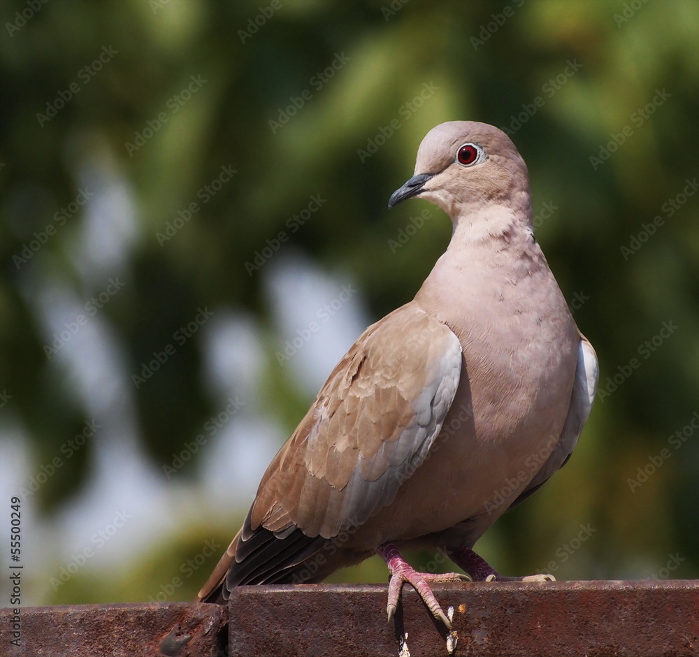 Eurasian Collared dove, Streptopelia decaocto Eurasian Collared dove, Streptopelia decaocto