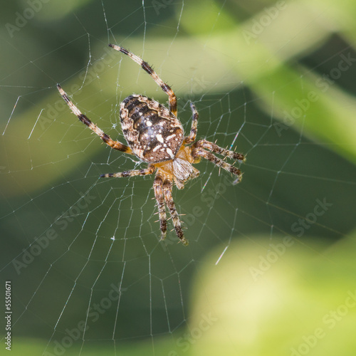 Cross Spider © bigemrg
