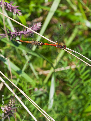 couple of red dragonfly © vvoe