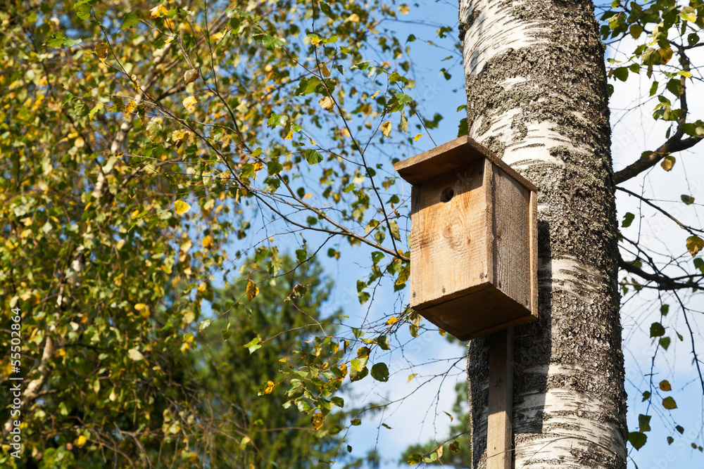 wooden birdhouse on birch