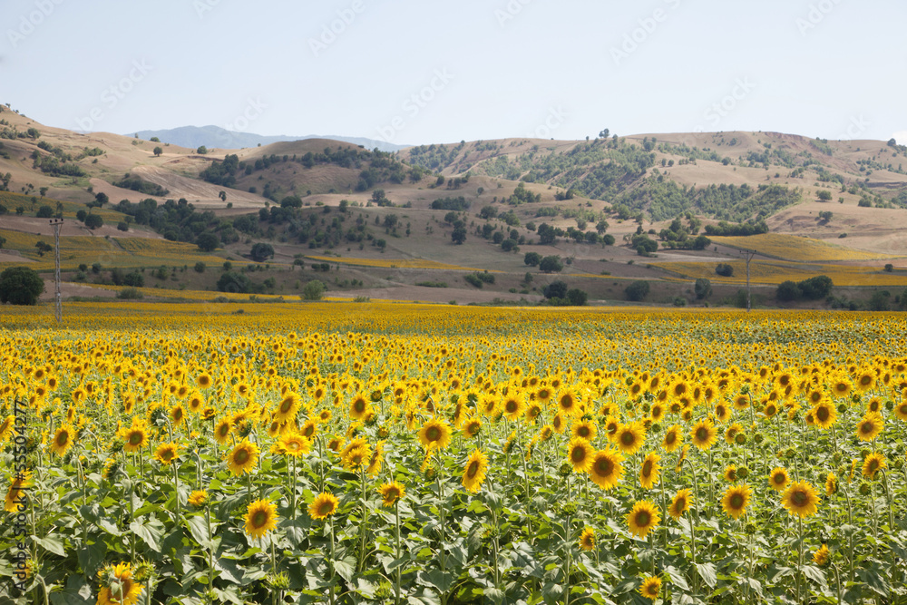 Fototapeta premium Sunflower Field