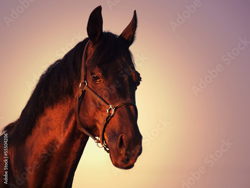 Beautiful black stallion portrait