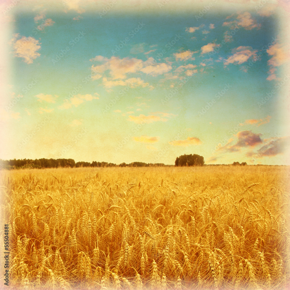 Vintage photo of wheat field under blue sky.