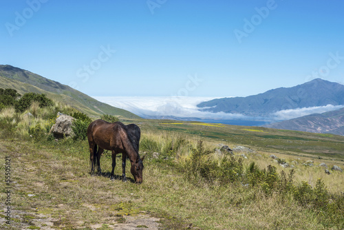 Horse near Tafi del Valle lake in Tucuman  Argentina.