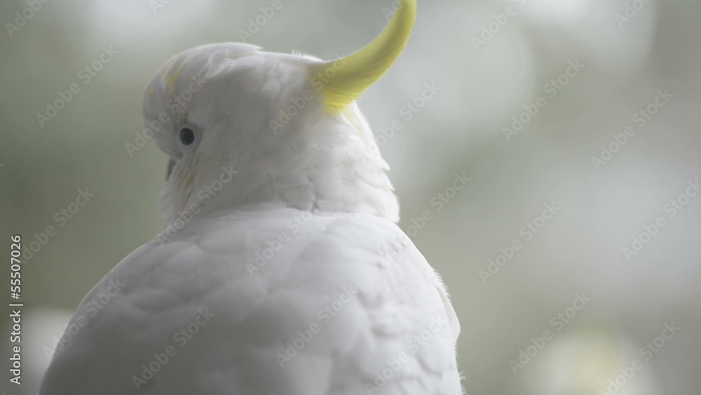 Sulphur crested cockatoo close up in shallow focus in the wild Sulphur crested cockatoo close up in shallow focus in the wild