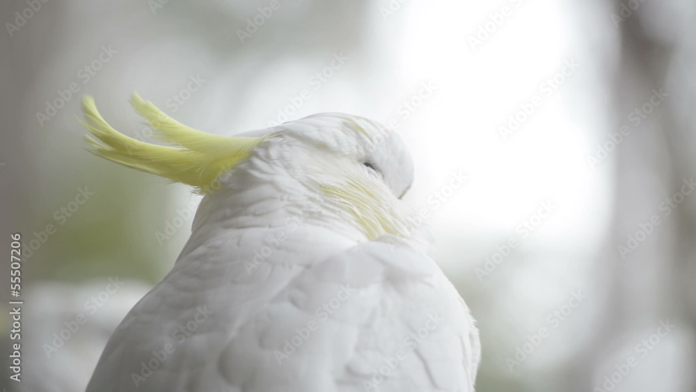 Sulphur crested cockatoo close up in shallow focus Sulphur crested cockatoo close up in shallow focus