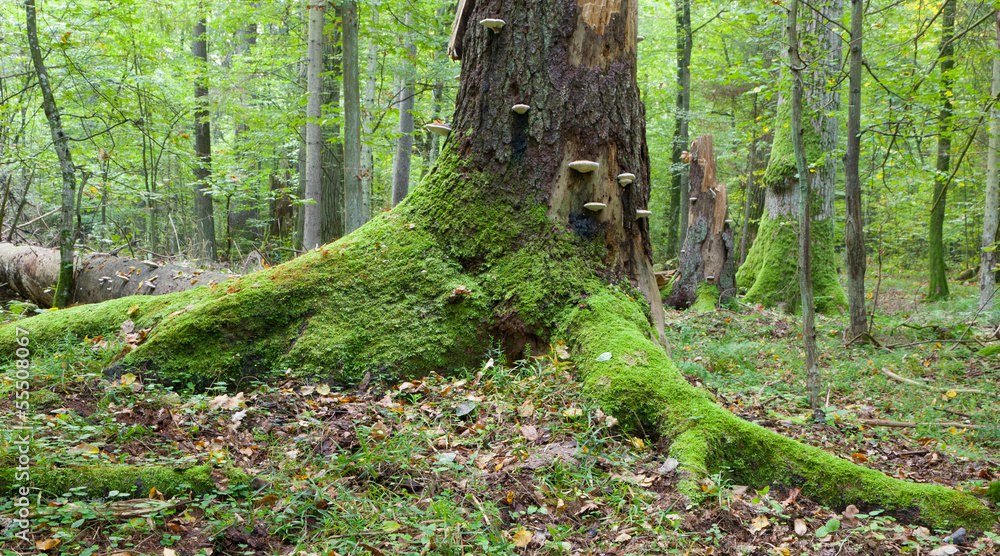 Obraz premium Large broken tree lying in misty forest