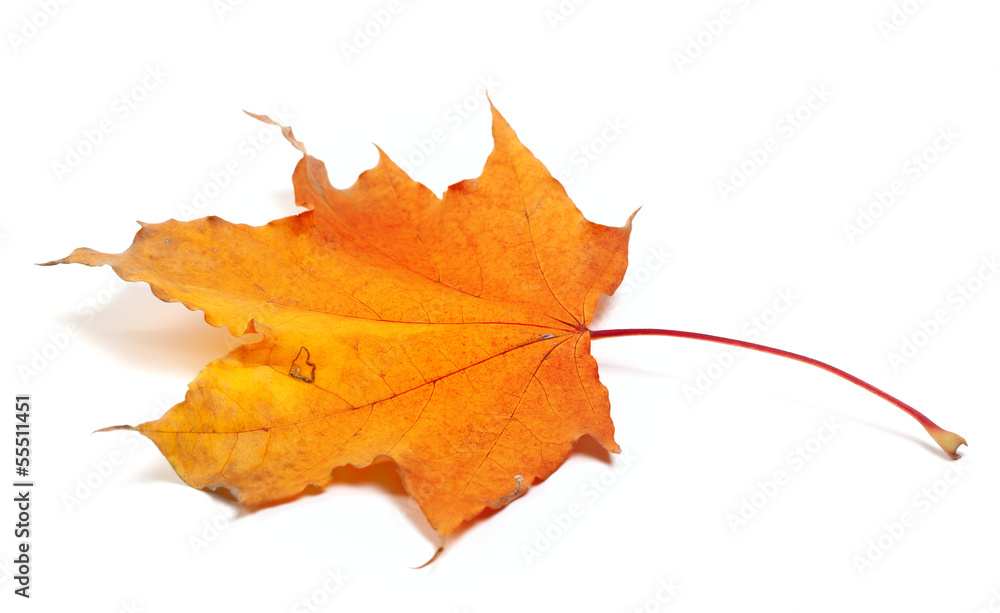 Autumn maple leaf on white background Autumn maple leaf on white background