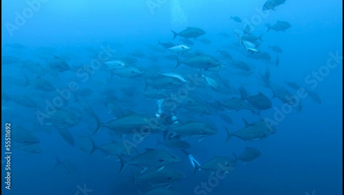 Wallpaper Mural Scuba Diver in Jackfish shoal in Atlantic Ocean (Ultra HD) Torontodigital.ca