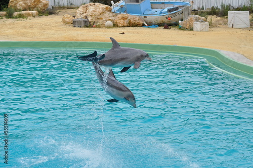 le grand dauphin de planete sauvage  photo