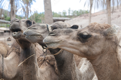 group of africans camel