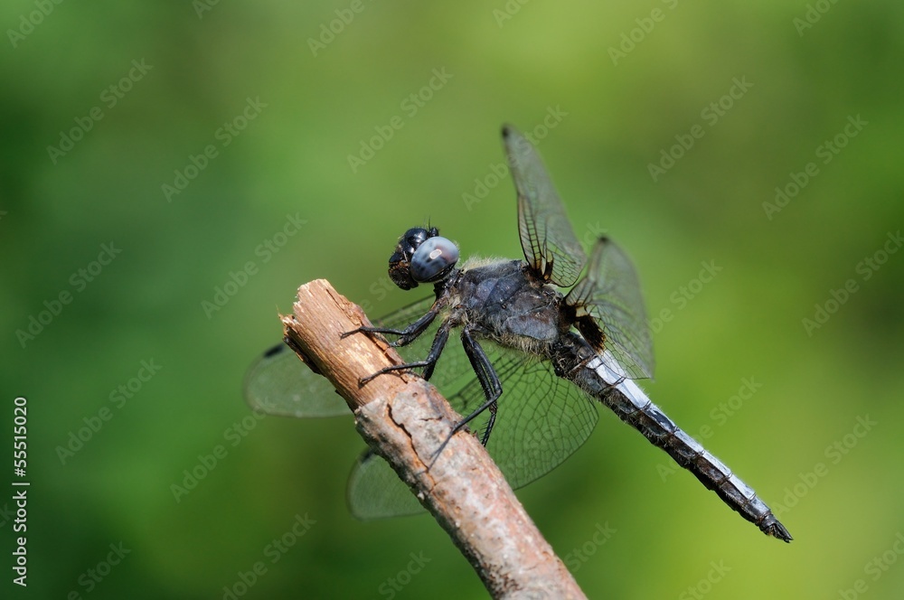 Libellula fulva, maschio Libellula fulva, maschio