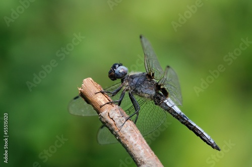 Libellula fulva, maschio