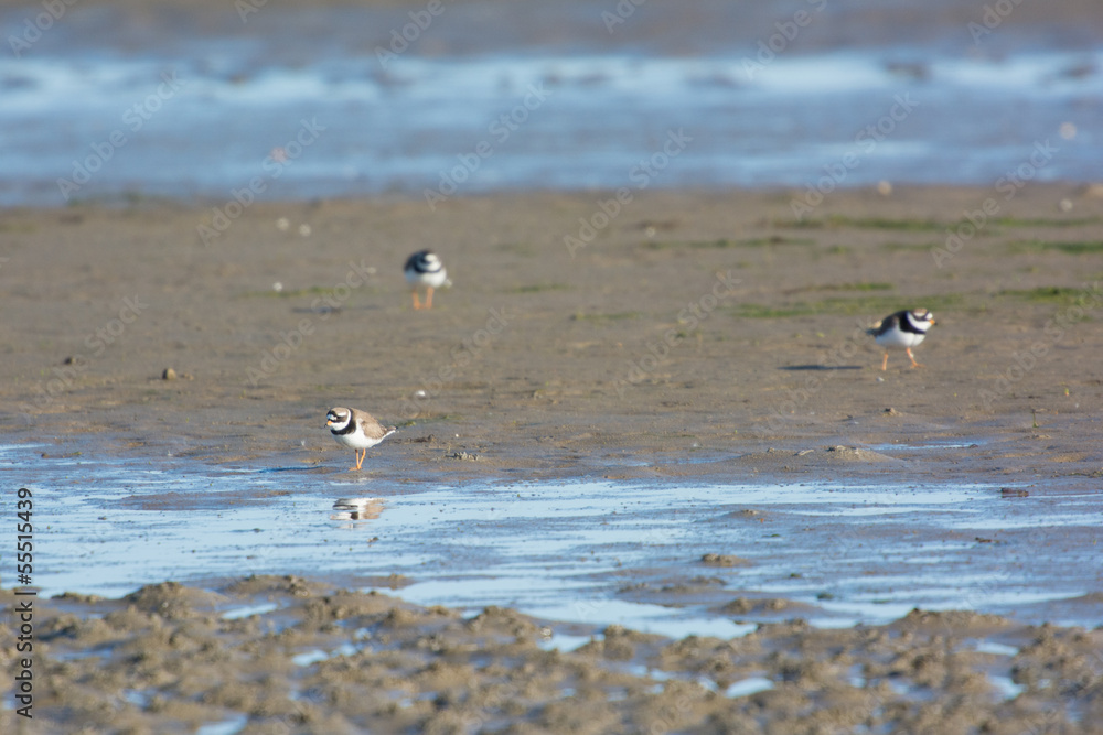 Common Ringed Plovers