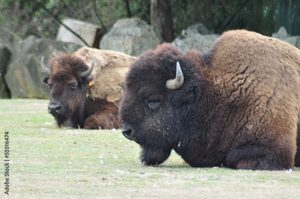 bison de planete de sauvage