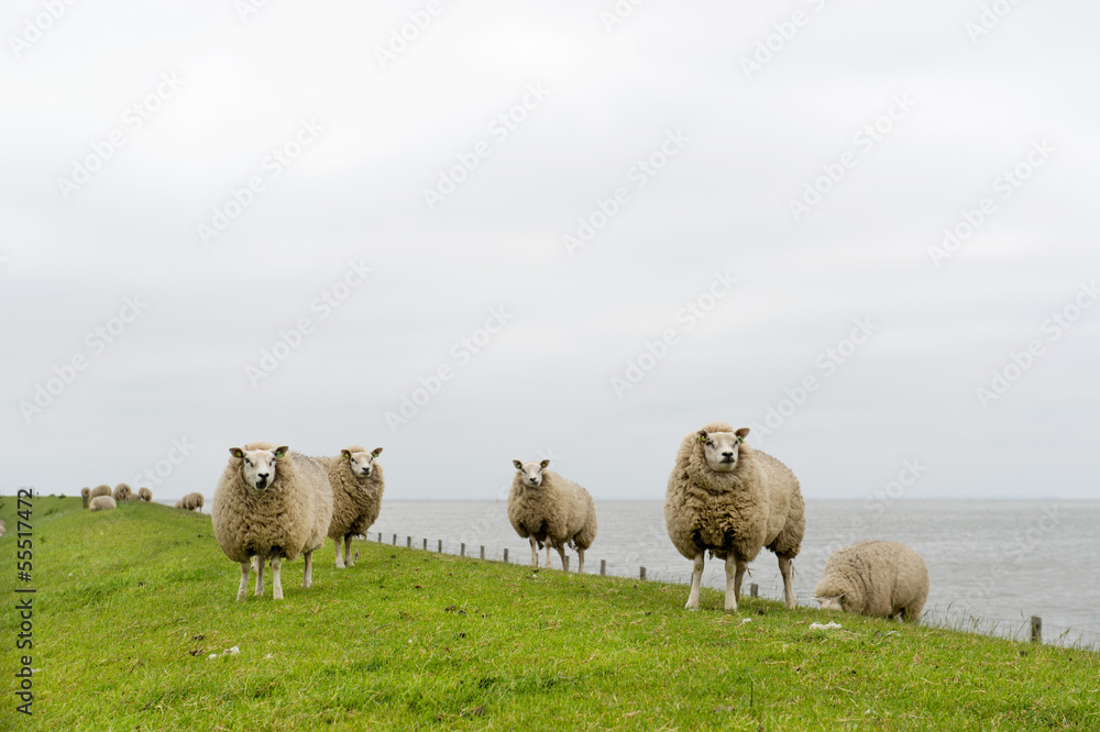 Naklejka premium Texel sheep at Dutch wadden island