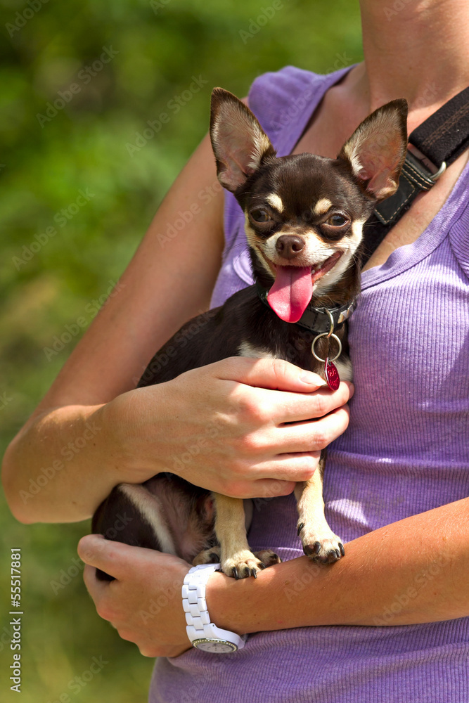 smiling Chihuahua smiling Chihuahua