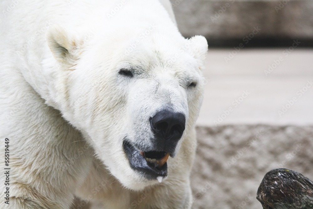 TIERE_1438_Eisbaer TIERE_1438_Eisbaer