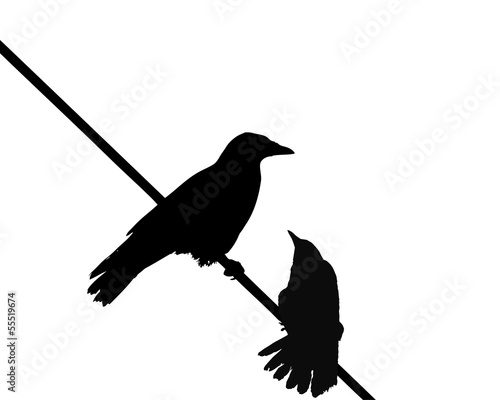 crows
