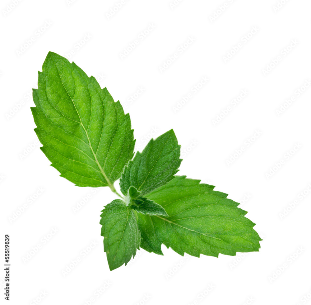green mint Leaf green mint Leaf