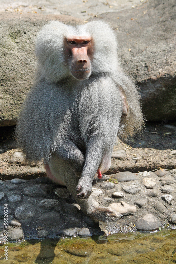 TIERE_1561_Affe_Mantelpavian TIERE_1561_Affe_Mantelpavian