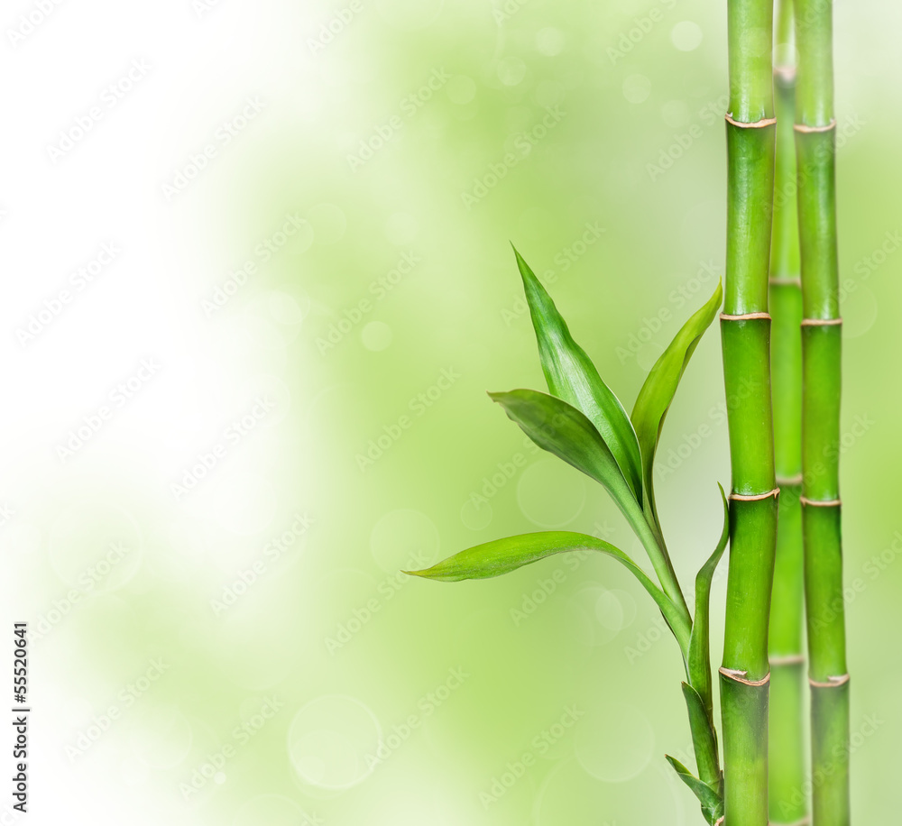 Obraz premium Green background with bamboo