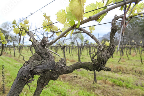 Uruguayan wine grapevines. © Toniflap