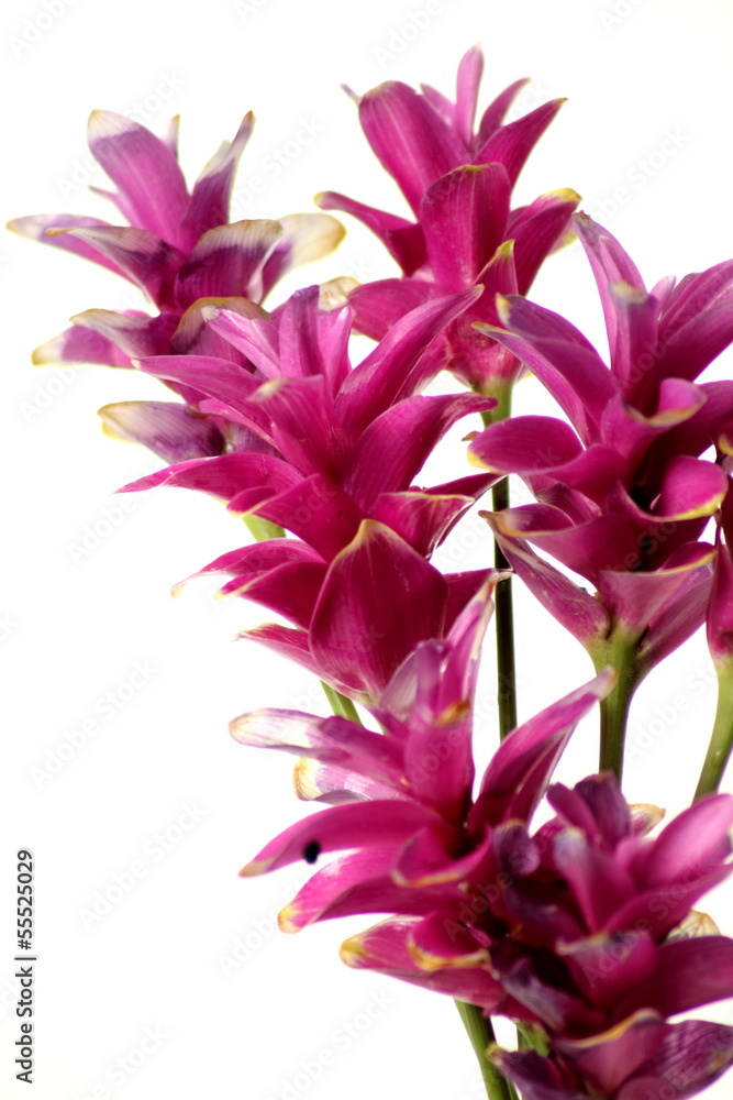 Obraz premium Wild siam tulips blooming on white background