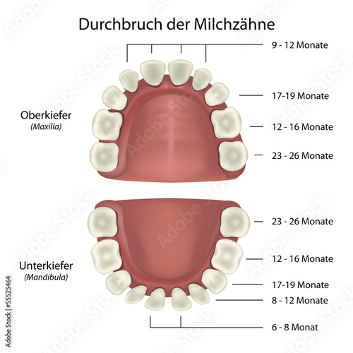 Durchbruch der Milchzähne