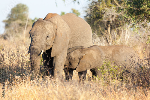 Elephant cow and calf