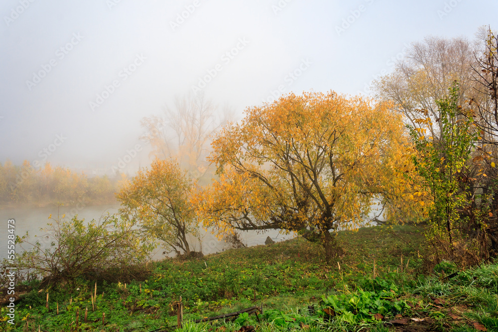 yellow tree in thick fog on autumn embankment yellow tree in thick fog on autumn embankment
