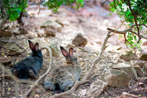 Two fluffy bunny lying down resting in the shade of a tree