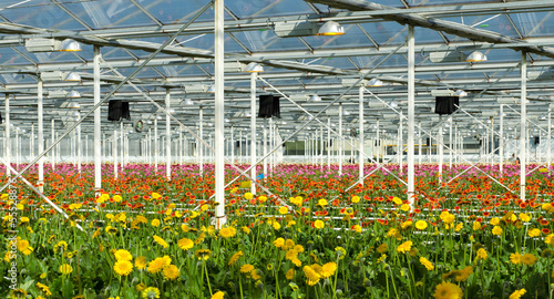flowers in a commercial greenhouse