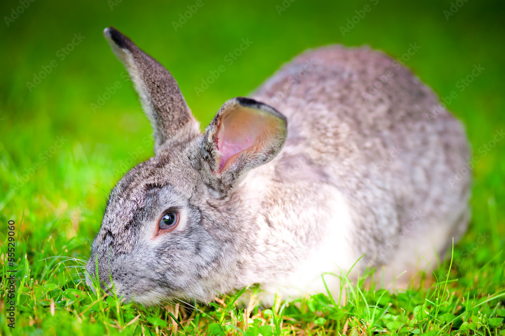 large pet rabbit eating green grass in the field large pet rabbit eating green grass in the field
