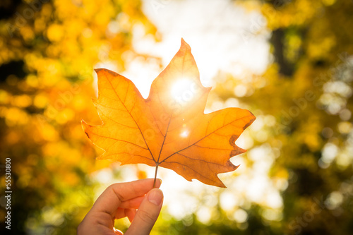 autumn leaf 1