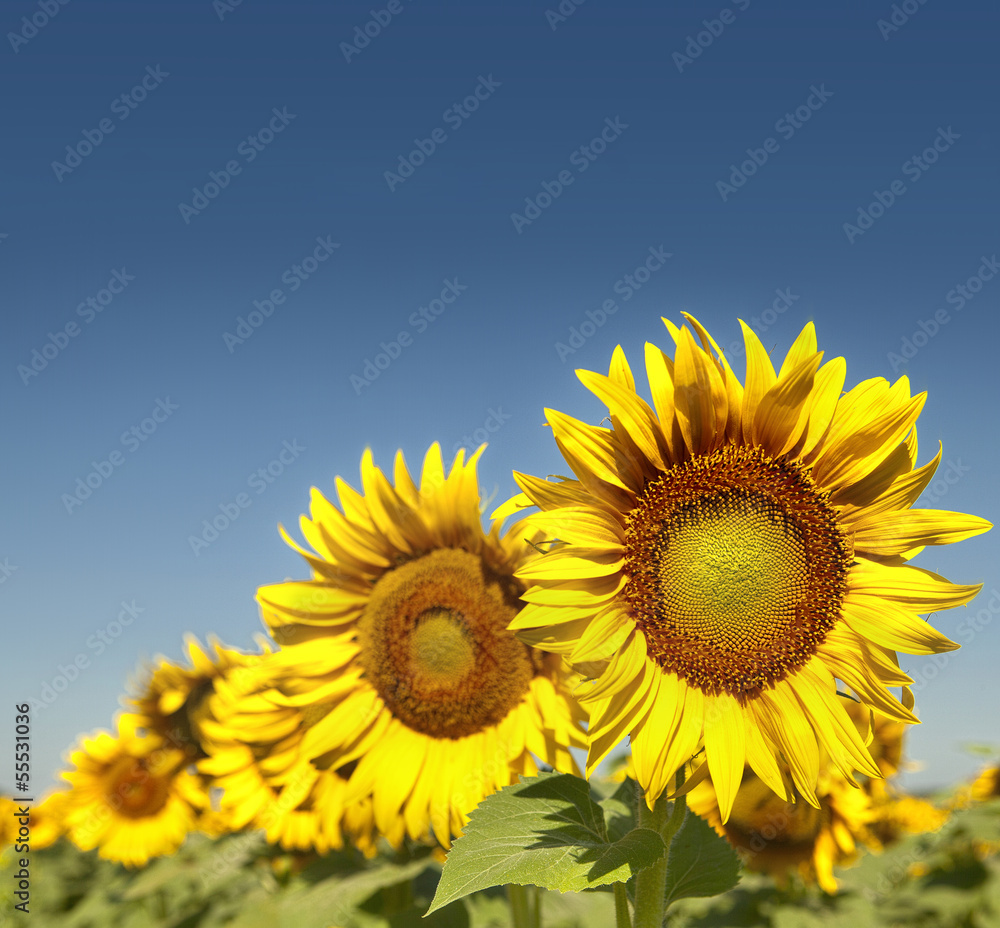 sunflowers