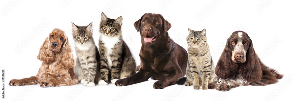 Fototapeta premium Group of cats and dogs in front of white background
