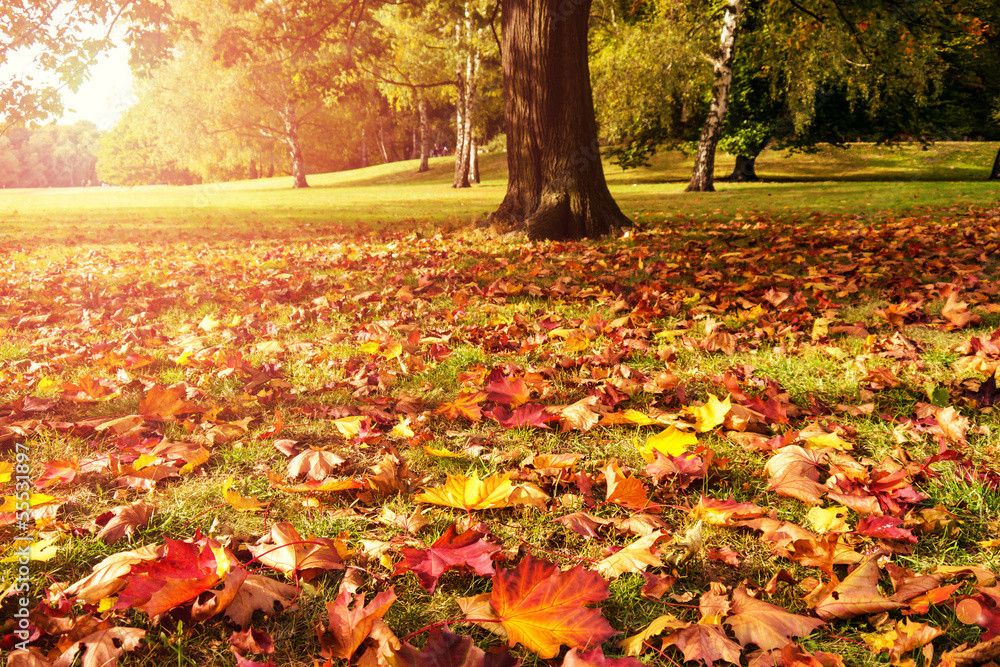 meadow, maple and sunlight