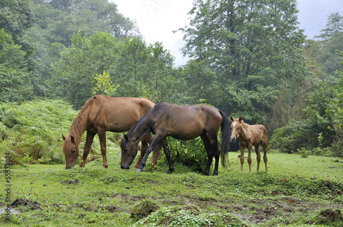 grazing horses © RusGri