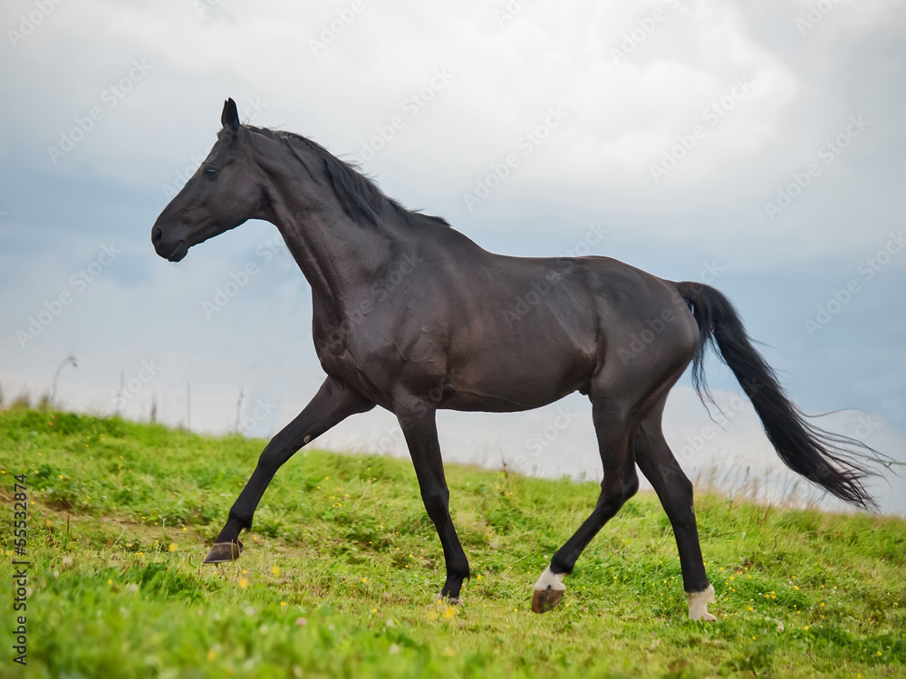 Running beautiful black stallion in the meadow Running beautiful black stallion in the meadow