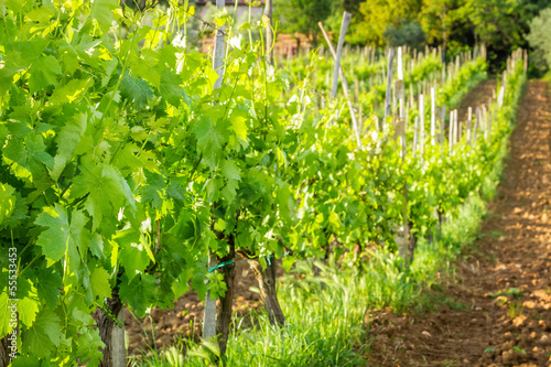 Fields of grapes in the summer, Tuscany