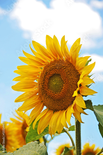 Beautiful sunflower (Helianthus) and blue sky