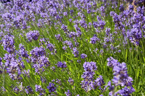 Closeup of lavender field