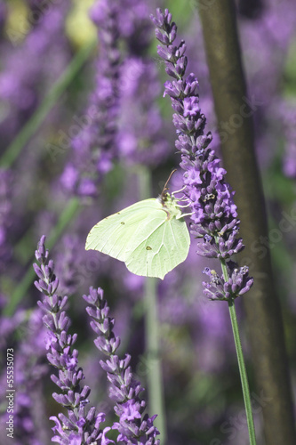 Obraz na płótnie Butterfly on lavender w salonie