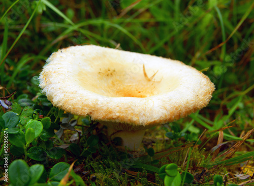 lactarius mushroom