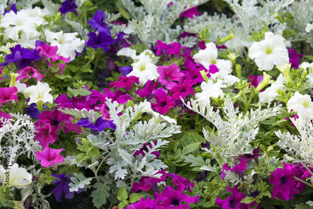 Fototapeta premium Garden flowers.