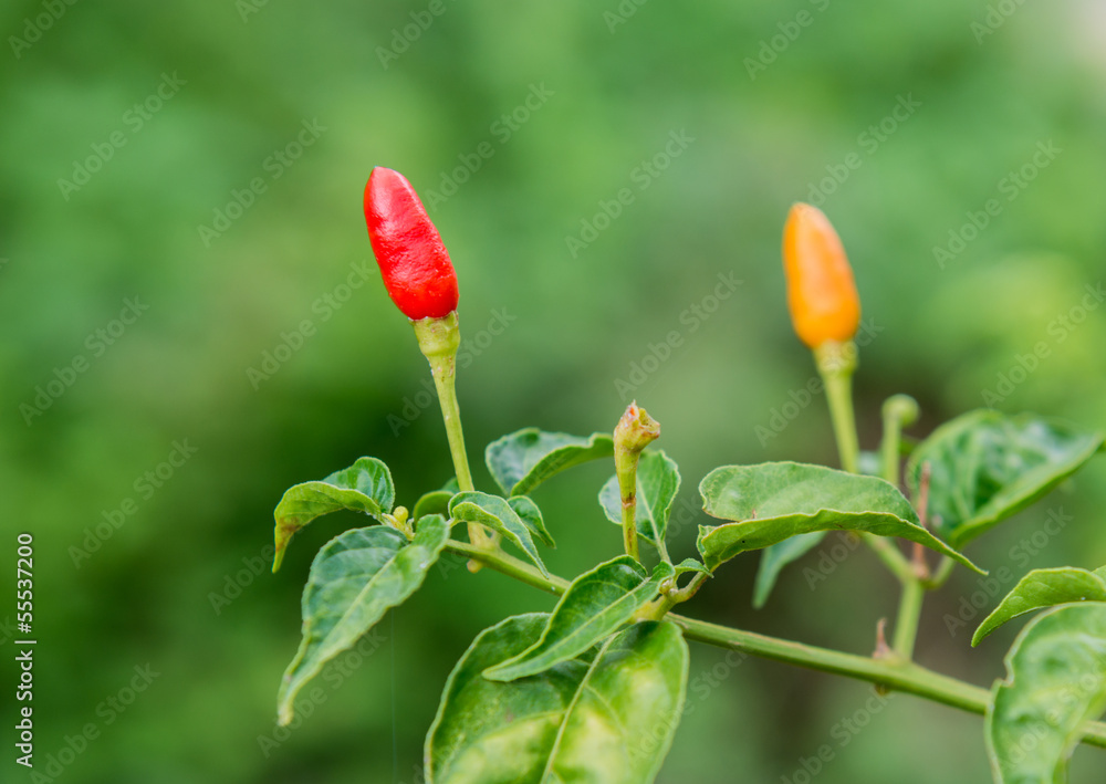 Chilli on the tree Chilli on the tree